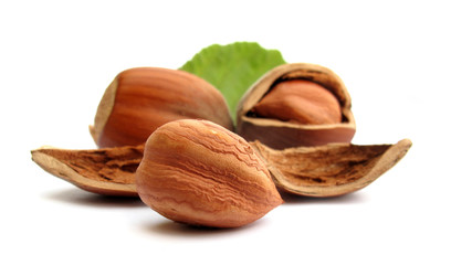 Hazelnuts with leaf