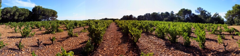 Panorama de vignes - 15922535