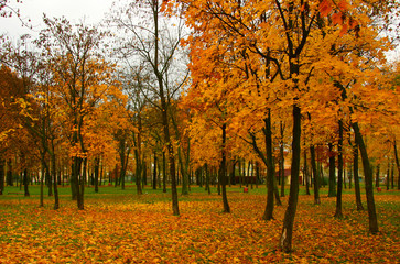 Park in autumn with orange foliage