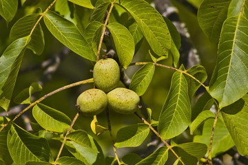 nueces en el arbol