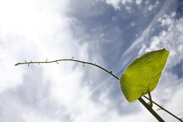 crecimiento © carballo