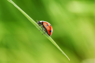 ladybug on grass