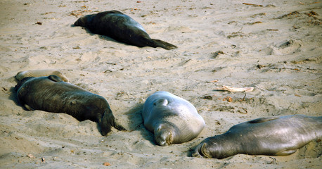 Young and Adult Seals Sunbathing Along the Sand