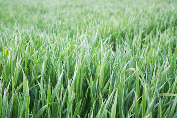 Obraz premium Green grass