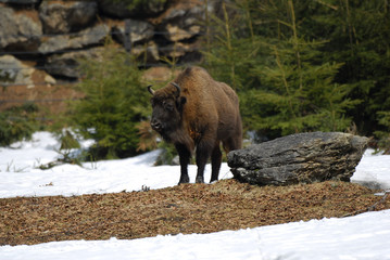 Wisent