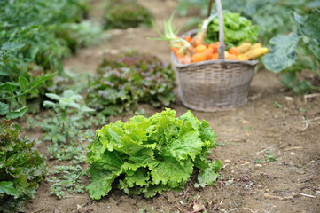 Une laitue au potager.