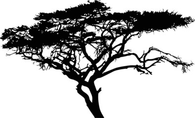 savanna tree