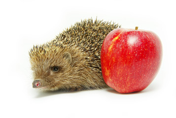 hedgehog and apple