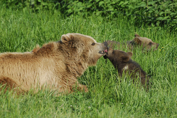 Fototapeta premium Bärenkuss