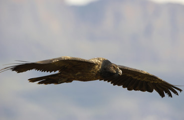 Lammergeyer or Bearded Vulture