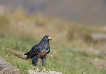 Jackal Buzzard