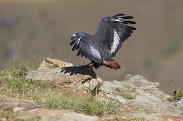 Jackal Buzzard