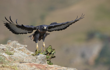 Jackal Buzzard