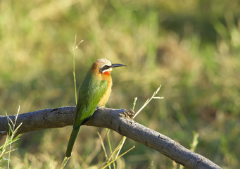 White-fronted Bee-eater