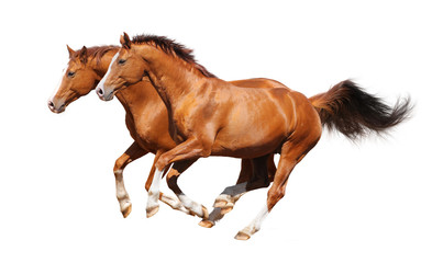 Two sorrel horses gallop