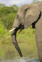 Large elephant bull