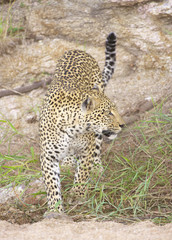 Leopard in the nature reserve