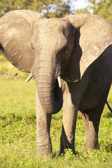 Fototapeta na wymiar Large elephant bull