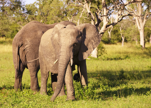 Large elephant bulls