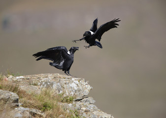 White-necked Ravens