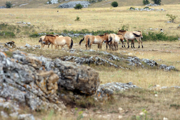 cheval de przewalski-Equus przewalskii