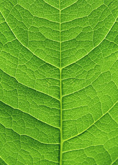 green leaf close up