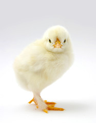 Obraz premium chicken