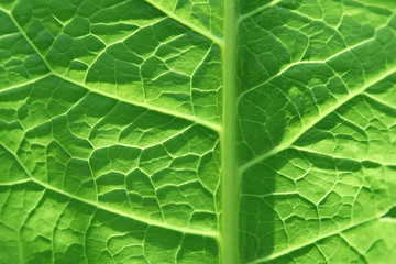green leaf close up