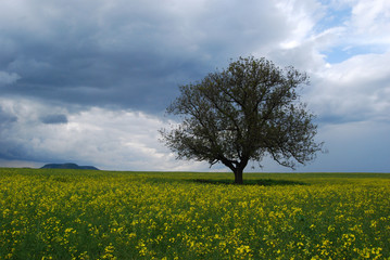 Fototapeta na wymiar Lonely Tree in Spring
