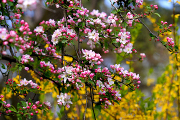 Obraz premium Blooming trees in spring in the park