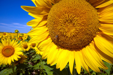 Naklejka premium girasole e ape