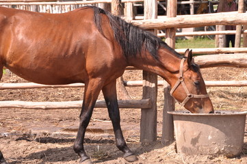 brown horse © jolly