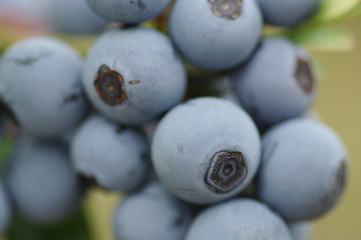 鈴なりのブルーベリー