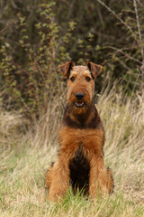 airedale terrier assis de face dans les hautes herbes