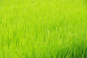 田んぼ/緑