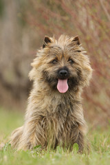cairn terrier marron assis de face dans l'herbe - &eacute;bouriff&eacute;