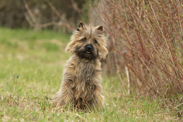 petit cairn terrier sable assis au milieu de l'herbe - de face