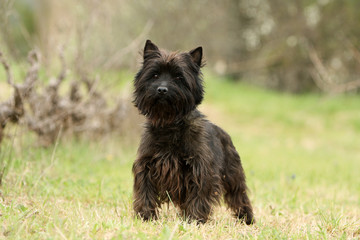 petit cairn terrier noir debout de face au milieu de l'herbe