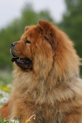 portrait d'un chow-chow rouge de profil regardant au loin