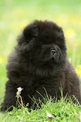 gros plan d'un bébé chow-chow noir assis de face dans l'herbe