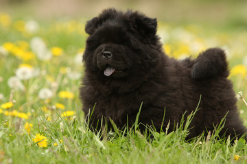 Fototapeta premium jeune chow-chow noir debout de profil parmi les fleurs