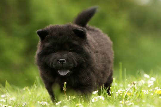 322 Best Bebe Chien Images Stock Photos Vectors Adobe Stock