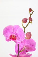 Phalaenopsis