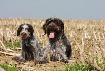 chiot griffon korthals assis à coté de sa mère - complicité