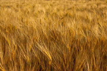 Golden Fields - Champs de blé