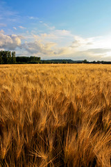 Golden Fields - Champs de blé