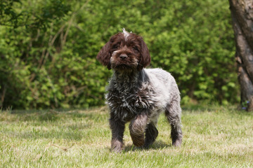 petit chiot griffon korthals marchant de face dans l'herbe