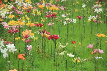 Obraz na płótnie Canvas Ogród lilii