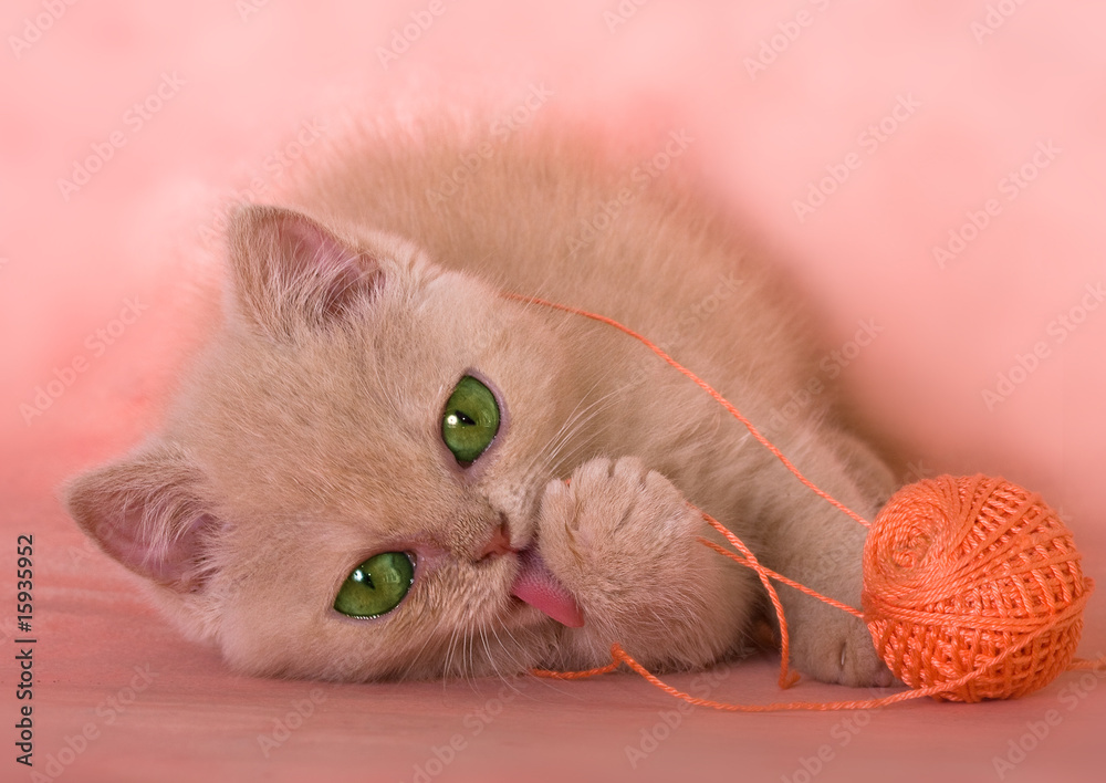 Poster kitten fluffy plays with a ball threads