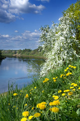 blossoming apple and dandelion yellow background on the river